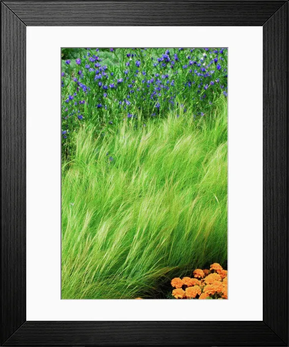 Framed Print : Feather grass in a garden Framed Print : Feather grass in a garden