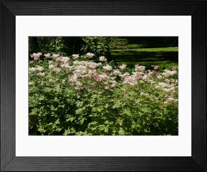 Framed Print : Filipendula yezoensis, Japanisches Maedesuess