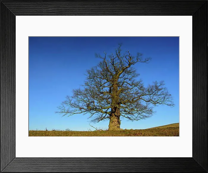 Framed Print : 01_ (Quercus) on the Roethelberg, Hohen-Demzin, Mecklenburg-Vorpommern, Germany, Europe Framed Print : 01_ (Quercus) on the Roethelberg, Hohen-Demzin, Mecklenburg-Vorpommern, Germany, Europe