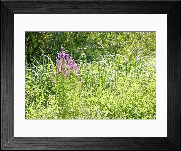 Framed Print : Pink (Lythrum Salicaria) growing in a meadow close to the river under the warm summer sun