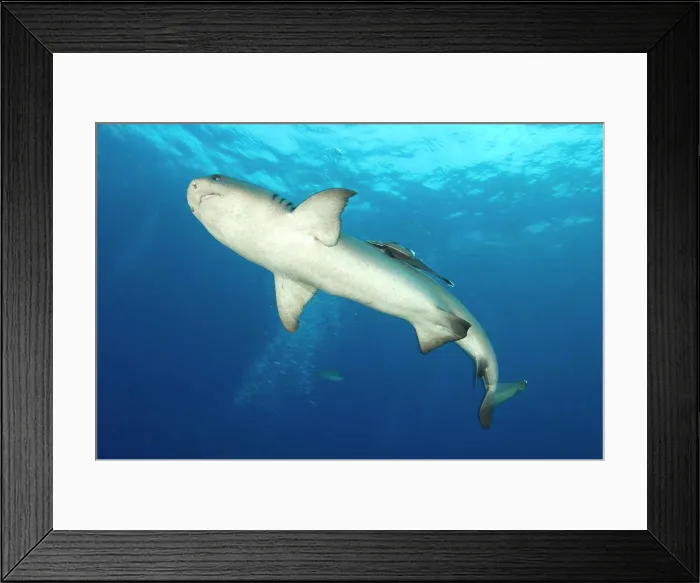 Framed Print : Whitetip reef shark (Triaenodon obesus), full body view, Fathers reef, Kimbe Bay, Papua New Guinea Framed Print : Whitetip reef shark (Triaenodon obesus), full body view, Fathers reef, Kimbe Bay, Papua New Guinea