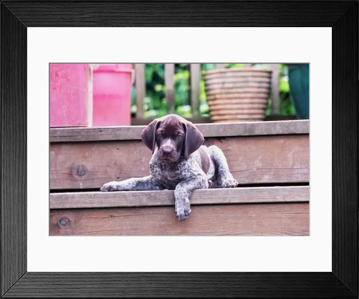Framed Print : German Short Haired Pointer puppy laying outside on wooden deck steps Framed Print : German Short Haired Pointer puppy laying outside on wooden deck steps