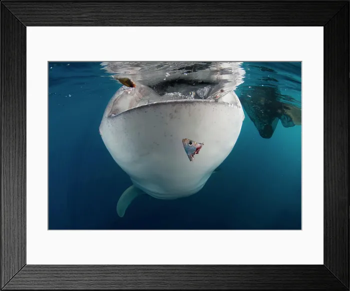Framed Print : Whale shark (Rhincodon typus) gulping water near the surface, Cenderawasih Bay, Indonesia Framed Print : Whale shark (Rhincodon typus) gulping water near the surface, Cenderawasih Bay, Indonesia