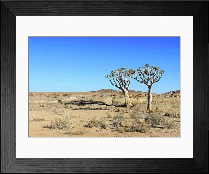 Framed Print : Quiver Trees or Kokerboom (Aloe dichotoma), Namib-Naukluft National Park, Namibia, Africa Framed Print : Quiver Trees or Kokerboom (Aloe dichotoma), Namib-Naukluft National Park, Namibia, Africa