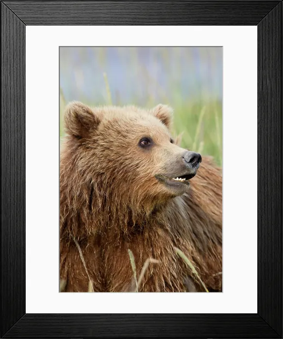 Framed Print : Grizzly bear / Alaska brown bear Ursus arctos horribilis Framed Print : Grizzly bear / Alaska brown bear Ursus arctos horribilis