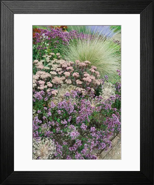 Framed Print : Sedum, Sedum, Ice plant Framed Print : Sedum, Sedum, Ice plant