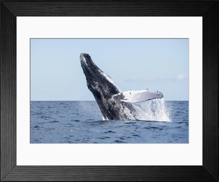 Framed Print : A humpback whale breaches out of the blue waters of the Caribbean Sea Framed Print : A humpback whale breaches out of the blue waters of the Caribbean Sea