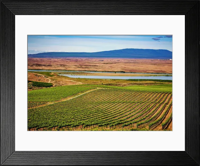 Framed Print : USA, Washington State, Pasco. Spring growth in the Bacchus section of Sagemoor Vineyard that borders the Columbia River Framed Print : USA, Washington State, Pasco. Spring growth in the Bacchus section of Sagemoor Vineyard that borders the Columbia River