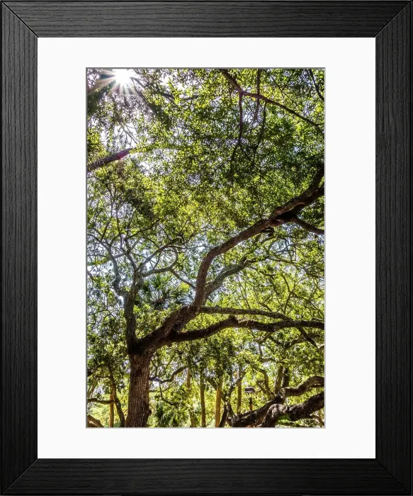 Framed Print : board walk scenes at hilton head georgia Framed Print : board walk scenes at hilton head georgia