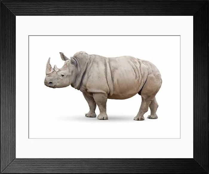 Framed Print : Single large rhinoceros isolated on white Framed Print : Single large rhinoceros isolated on white