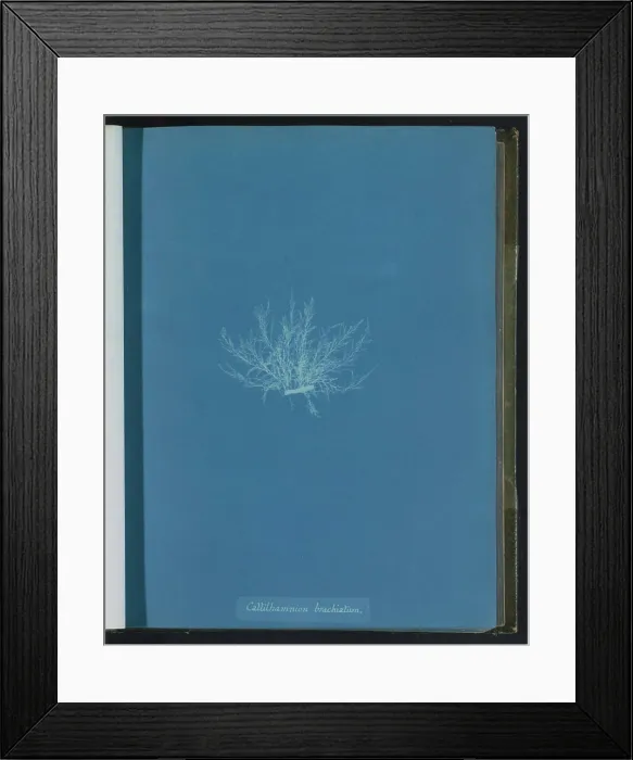Framed Print : Callithamnion brachiat; Seaweed Framed Print : Callithamnion brachiat; Seaweed
