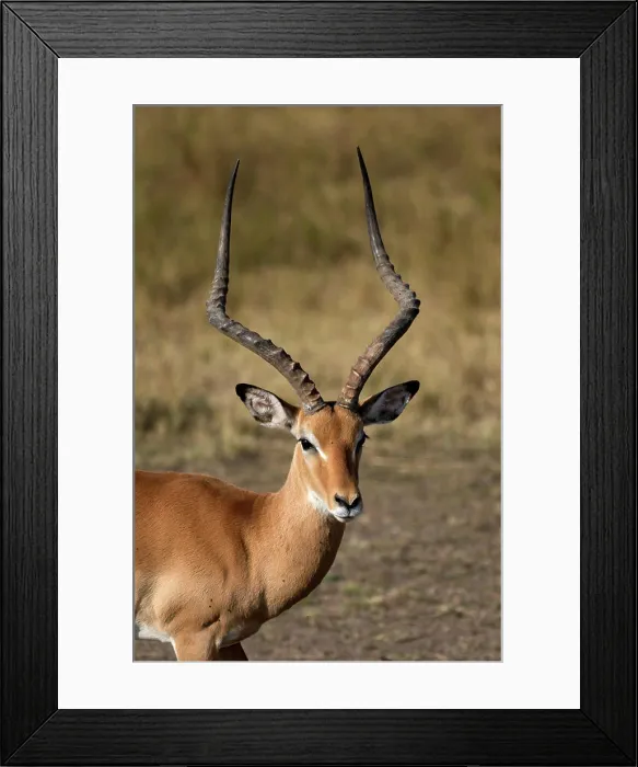 Framed Print : Masai Mara National Reserve. Impala (Aepyceros melampus). Kenya Framed Print : Masai Mara National Reserve. Impala (Aepyceros melampus). Kenya