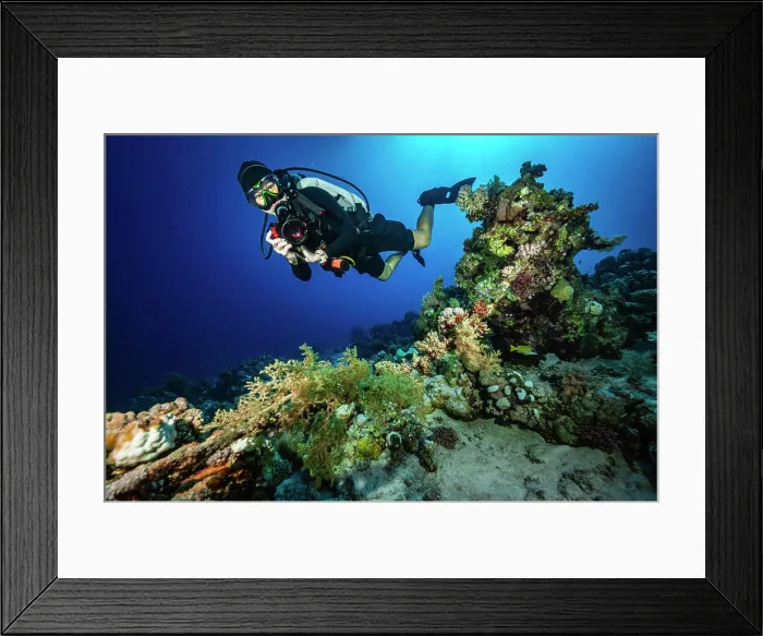 Framed Print : diver exploring the crystal clear water of the Red Sea in Egypt Framed Print : diver exploring the crystal clear water of the Red Sea in Egypt