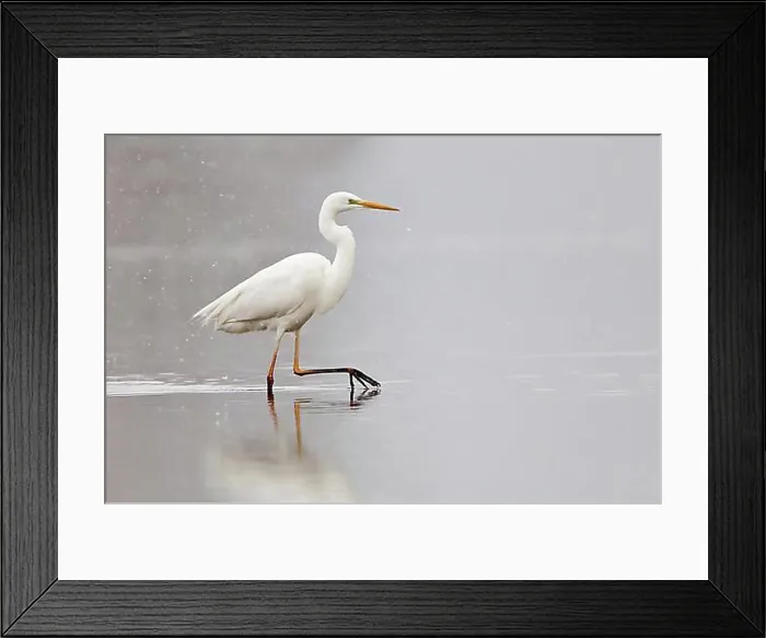 Framed Print : Great Egret (Ardea alba) wading through water during snowfall, North Hesse, Hesse, Germany, Europe Framed Print : Great Egret (Ardea alba) wading through water during snowfall, North Hesse, Hesse, Germany, Europe