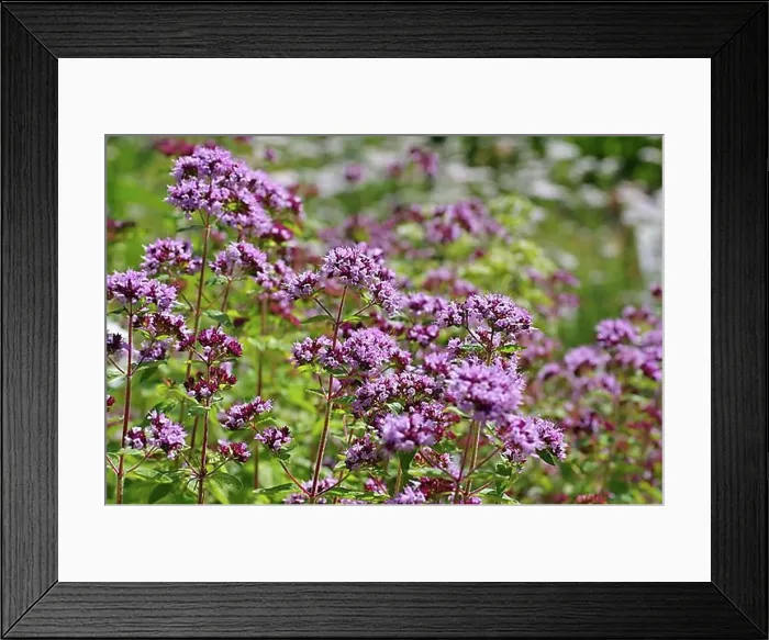 Framed Print : Oregano, a popular spice plant, a popular spice plant blooming in summer Framed Print : Oregano, a popular spice plant, a popular spice plant blooming in summer