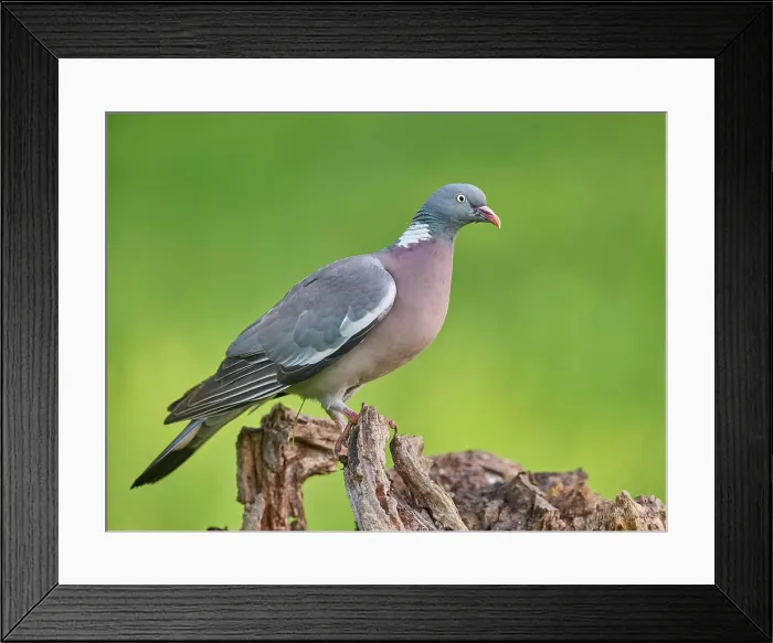 Framed Print : Ringeltaube Ringeltaube Copyright: xZoonar.com / SIEGMARxTYLLAx 22114677 Framed Print : Ringeltaube Ringeltaube Copyright: xZoonar.com / SIEGMARxTYLLAx 22114677