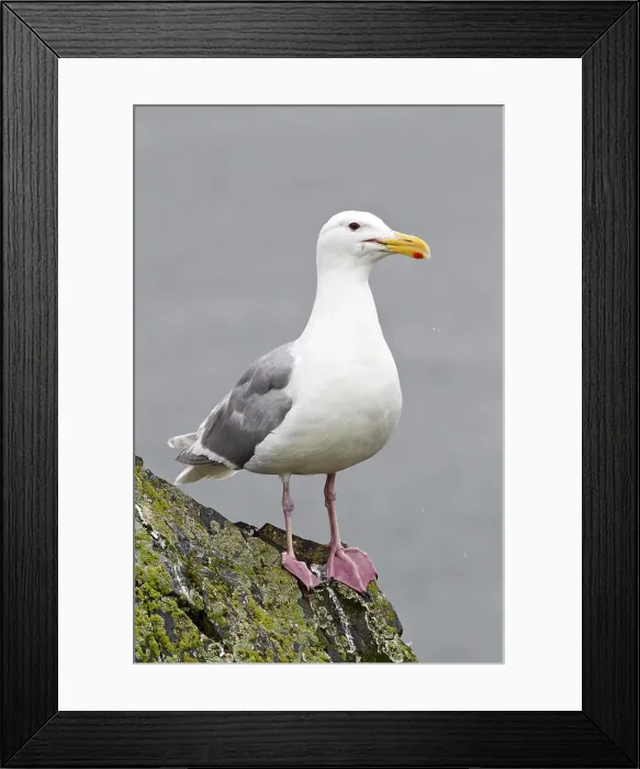 Framed Print : Glaucous_winged gull Larus glaucescens, in breeding plumage, near Kodiak, Alaska, United States of America