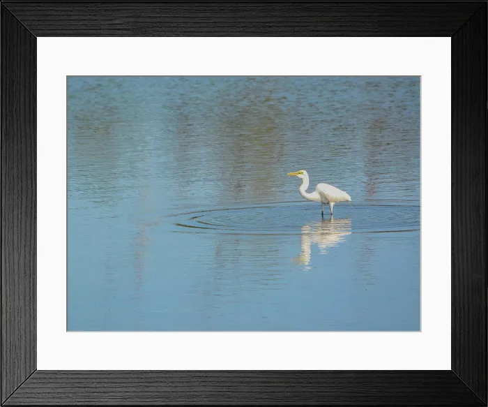 Framed Print : Great White Heron Great White Heron at Big Talbot Island State Park Framed Print : Great White Heron Great White Heron at Big Talbot Island State Park
