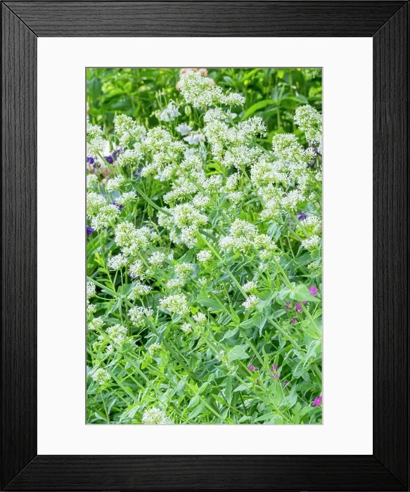 Framed Print : White valerian (Centranthus ruber) Albus, flowers Framed Print : White valerian (Centranthus ruber) Albus, flowers