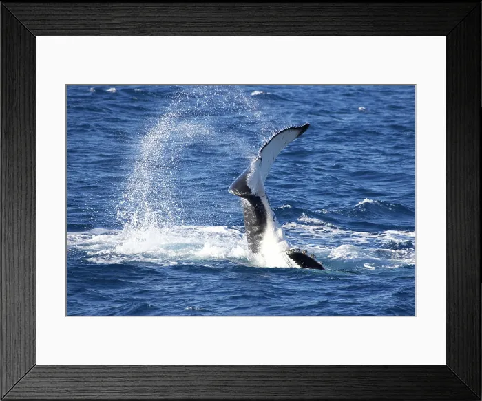 Framed Print : Tail of Humpback Whale, Hervey Bay, Queensland, Australia _x000B_(Megaptera novaeangliae) Framed Print : Tail of Humpback Whale, Hervey Bay, Queensland, Australia _x000B_(Megaptera novaeangliae)