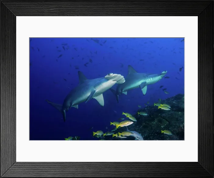 Framed Print : Scalloped hammerhead sharks (Sphyrna lewini) and bluestripe snapper, Cocos Island