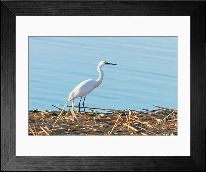 Framed Print : Little Egret Hunting (Egretta garzetta) White Little Egret