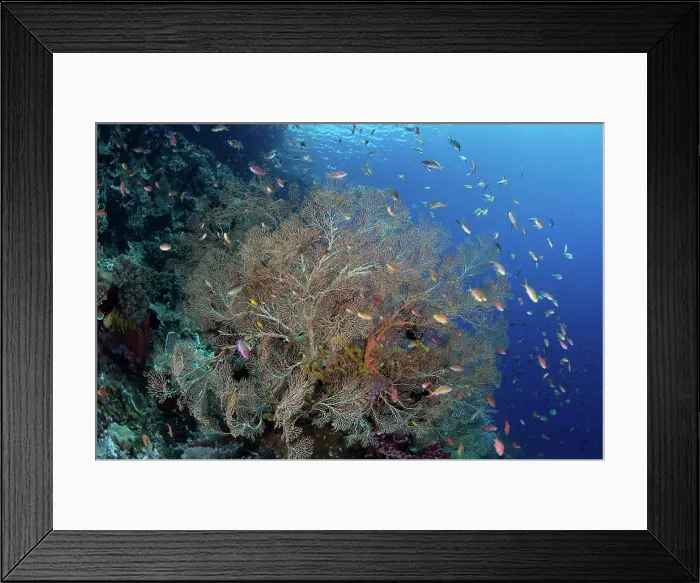Framed Print : Colorful fish swim around a gorgonian on a coral reef in Raja Ampat, Indonesia Framed Print : Colorful fish swim around a gorgonian on a coral reef in Raja Ampat, Indonesia