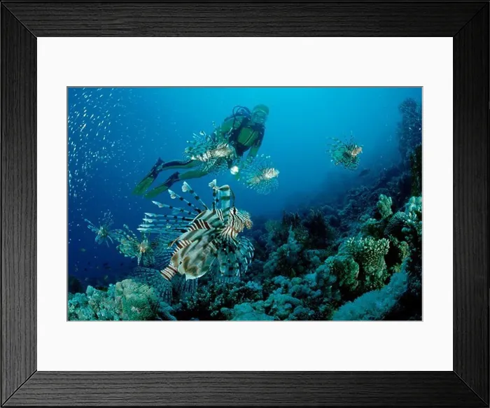 Framed Print : Rotfeuerfische und Taucher, lionfish, turkeyfish a, turkeyfish and scuba diver, Pterois volitans Framed Print : Rotfeuerfische und Taucher, lionfish, turkeyfish a, turkeyfish and scuba diver, Pterois volitans