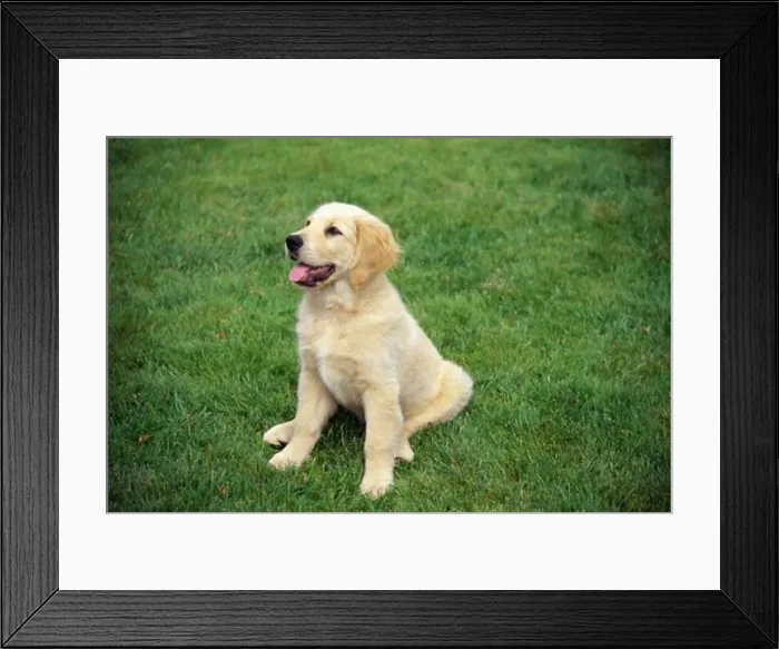 Framed Print : Golden Retriever Framed Print : Golden Retriever