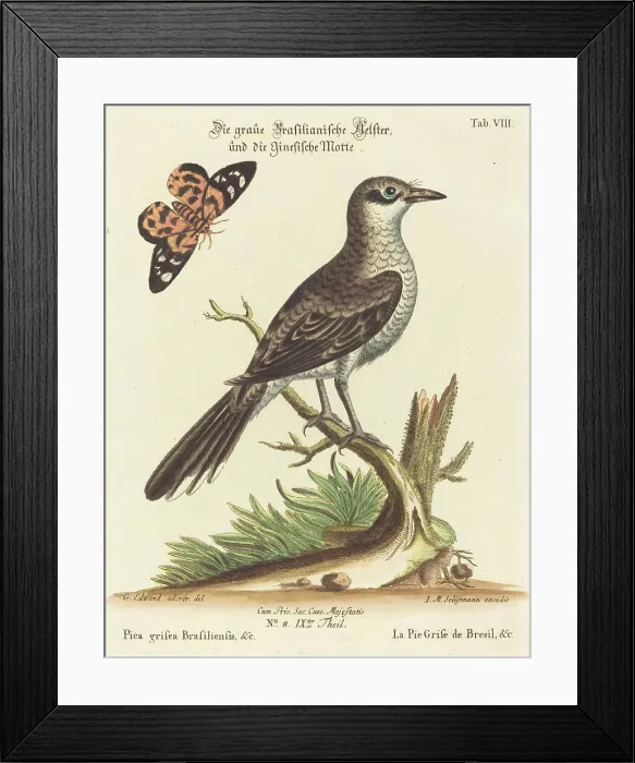 Framed Print : Johann Michael Seligmann after George Edwards, Pica grisea Brasiliensis Pica grisea Brasiliensis Framed Print : Johann Michael Seligmann after George Edwards, Pica grisea Brasiliensis Pica grisea Brasiliensis