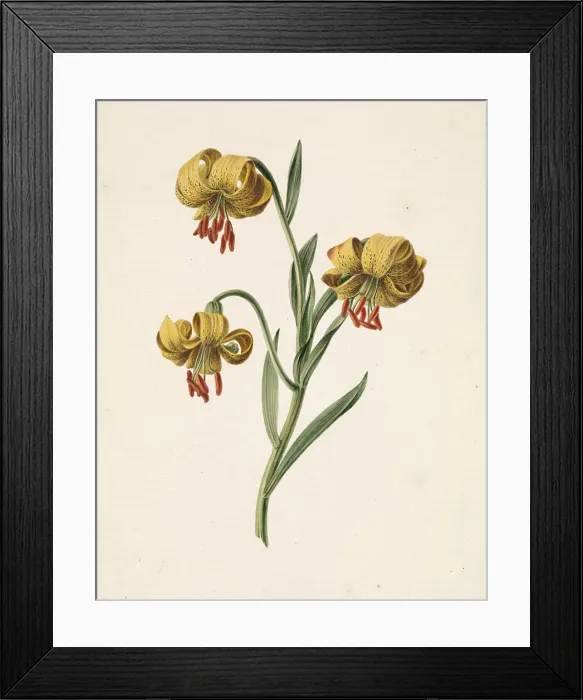Framed Print : Branch with three yellow lilies, M Framed Print : Branch with three yellow lilies, M