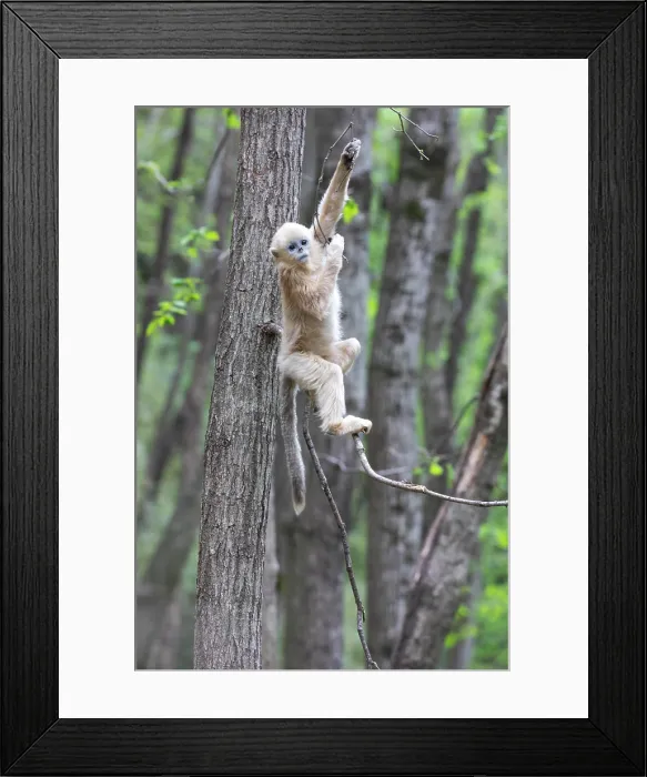 Framed Print : China, Shaanxi Province, Foping National Nature Reserve