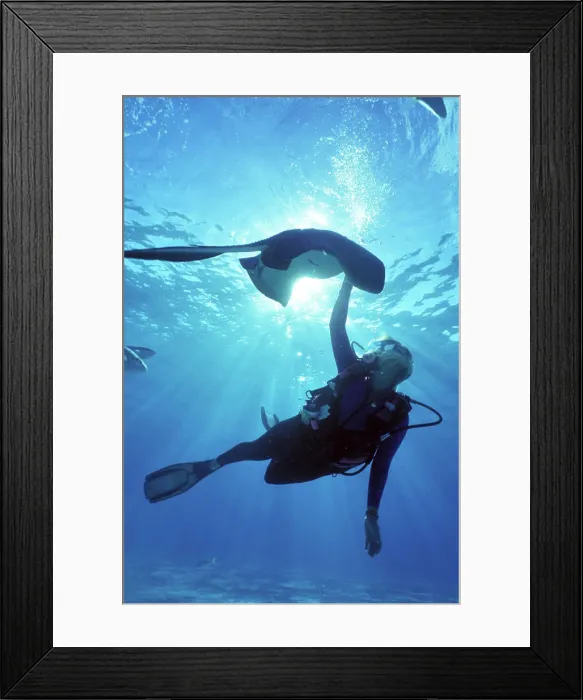 Framed Print : Stingray City, Grand Cayman, Caribbean (MR) Framed Print : Stingray City, Grand Cayman, Caribbean (MR)