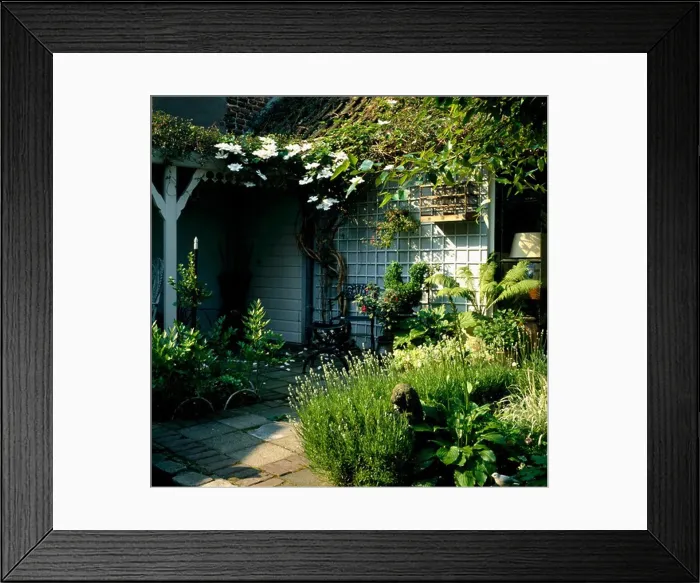 Framed Print : White clematis on veranda of courtyard garden with lavender