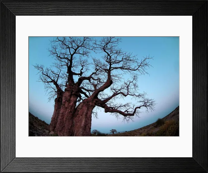 Framed Print : Low angle view of a baobab tree, Lake Manyara National Park, Tanzania Framed Print : Low angle view of a baobab tree, Lake Manyara National Park, Tanzania