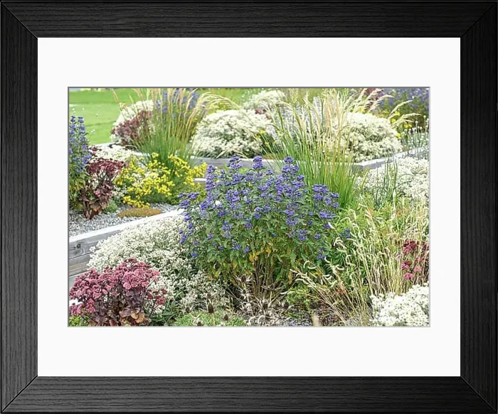Framed Print : Caryopteris x clandonensis GRAND BLEU Framed Print : Caryopteris x clandonensis GRAND BLEU