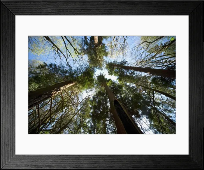 Framed Print : Trees From Low Angle Framed Print : Trees From Low Angle