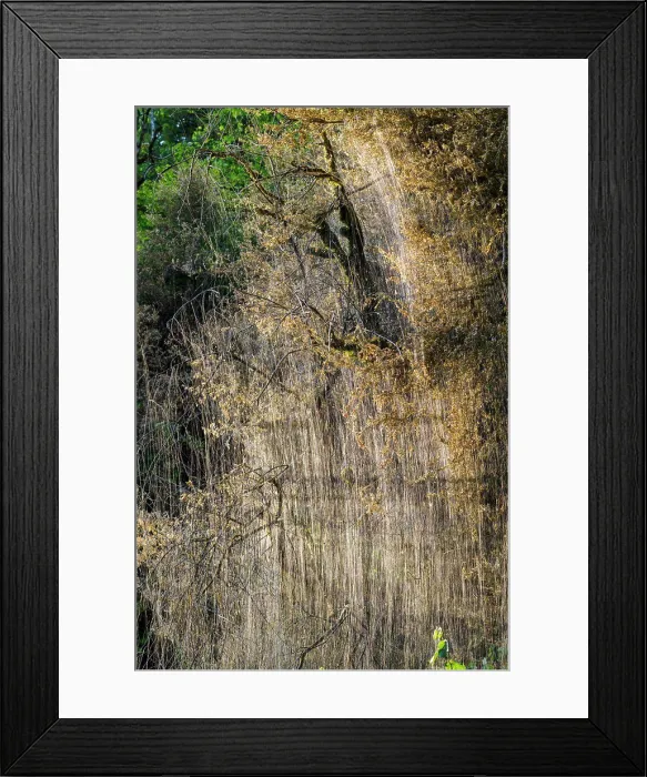 Framed Print : Silkweed of box tree moth (Cydalima perspectalis) Framed Print : Silkweed of box tree moth (Cydalima perspectalis)