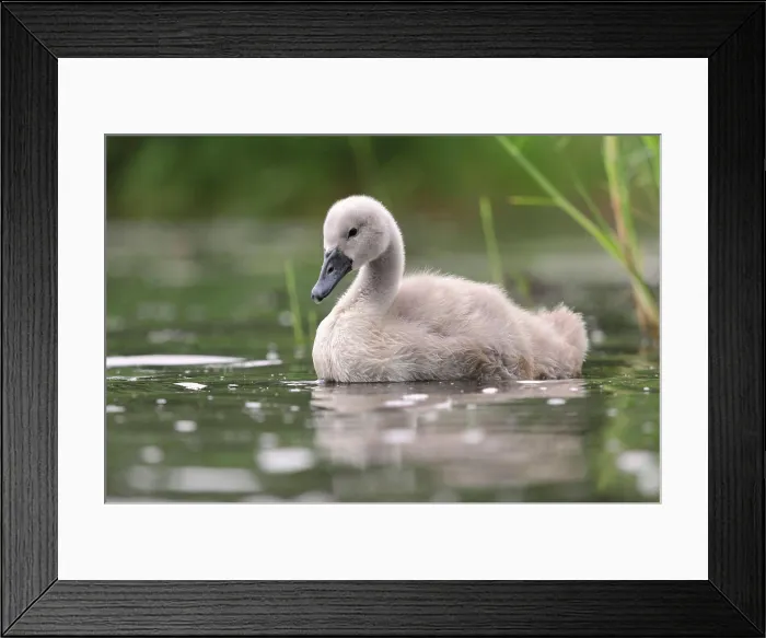 Framed Print : Hoeckenschwan a boy of the Hoeckerschwan on the lake while swimming Framed Print : Hoeckenschwan a boy of the Hoeckerschwan on the lake while swimming