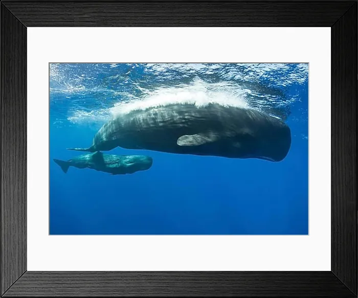 Framed Print : Sperm whale mother with calf, Physeter macrocephalus, Caribbean, Dominica, Central America