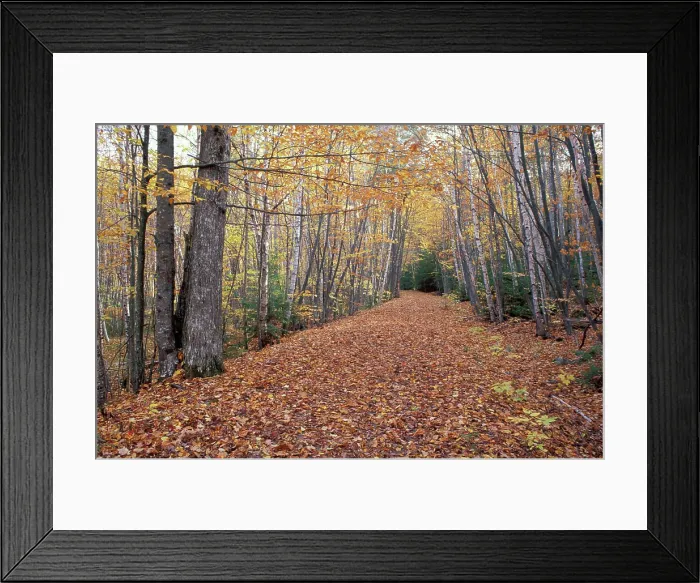 Framed Print : North America, US, ME, New England Fall. Gravel Road near Sieur de Monts Spring