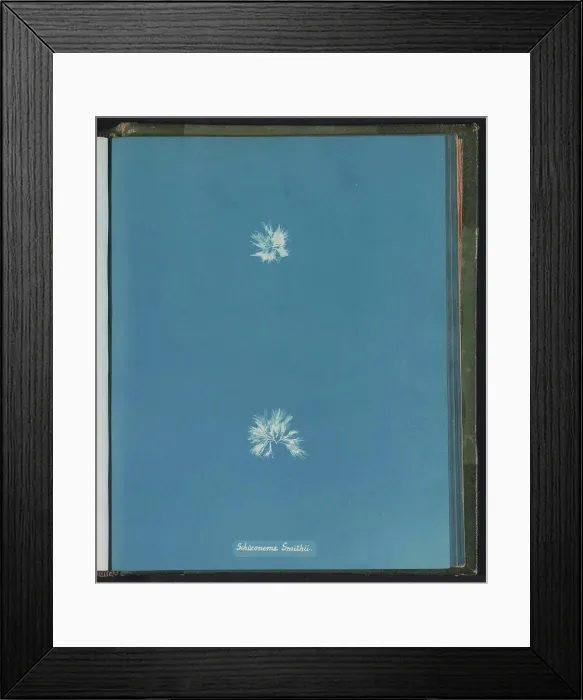 Framed Print : Schizonema Smithii = Schizonema smithii; Zeewier Framed Print : Schizonema Smithii = Schizonema smithii; Zeewier
