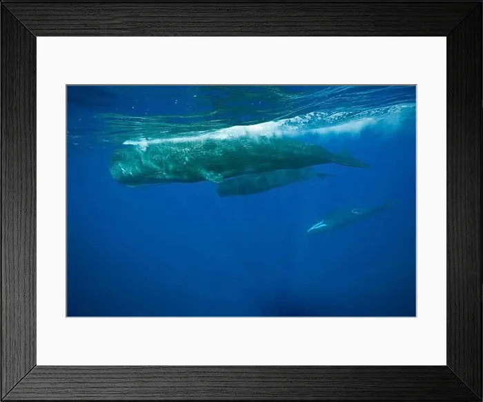 Framed Print : Socialising group Sperm whales, Physeter macrocephalus, Caribbean, Dominica, Central America Framed Print : Socialising group Sperm whales, Physeter macrocephalus, Caribbean, Dominica, Central America