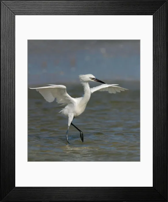 Framed Print : Close-up of a Reddish Egret wading in water (Egretta rufescens) Framed Print : Close-up of a Reddish Egret wading in water (Egretta rufescens)