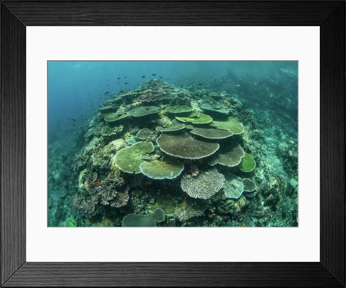Framed Print : Healthy reef-building corals thrive in Komodo National Park, Indonesia