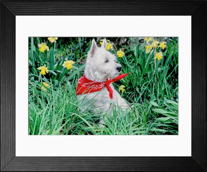 Framed Print : West Highland White Terrier wearing red bandana in long grass and flowers