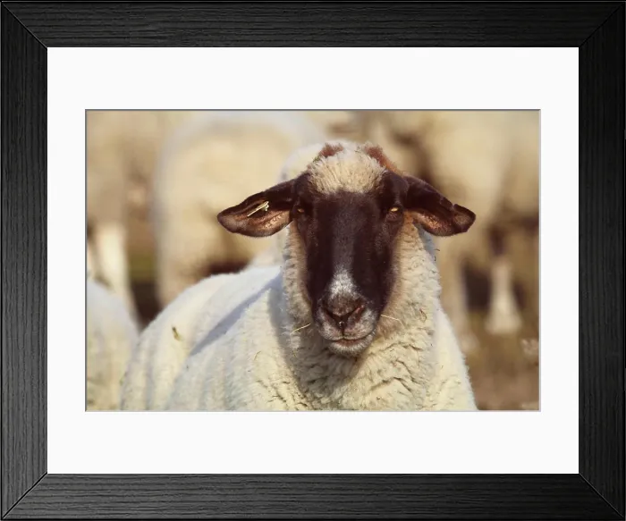 Framed Print : Schaf Schaf Copyright: xZoonar.com / KatrinxWindszusx 2992391 Framed Print : Schaf Schaf Copyright: xZoonar.com / KatrinxWindszusx 2992391