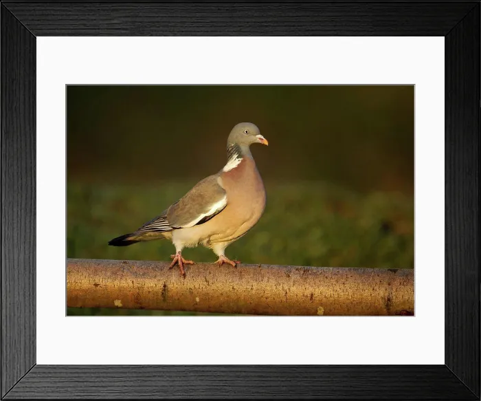 Framed Print : Wood Pigeon (Columba palumbus) adult, perched on wooden fence, Warwickshire, England, january Framed Print : Wood Pigeon (Columba palumbus) adult, perched on wooden fence, Warwickshire, England, january