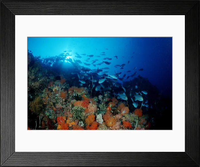 Framed Print : Coral reef Framed Print : Coral reef