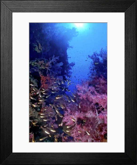 Framed Print : Soft Coral and Pigmy Sweepers Sanganeb Sudan Red Sea Framed Print : Soft Coral and Pigmy Sweepers Sanganeb Sudan Red Sea